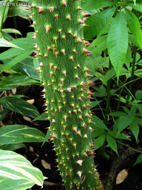 Malvaceae - Ceiba pentandra - Fromager, Kapokier, Arbre aux amoureux, Bois coton