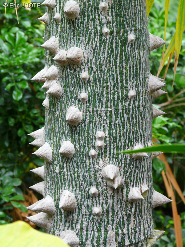 Malvaceae - Ceiba speciosa - Fromager, Kapokier, Arbre aux amoureux, Bois coton