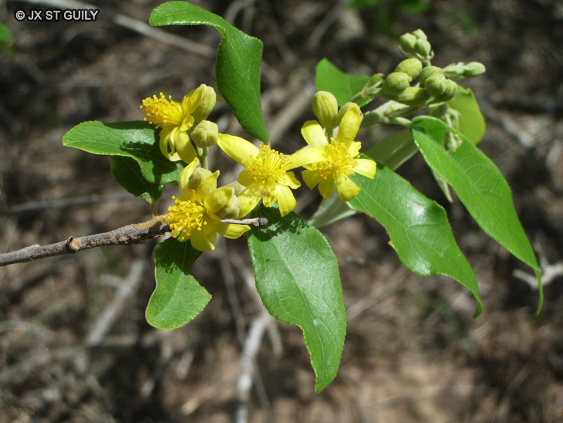 Malvaceae - Grewia bicolor - Grewia, Kel