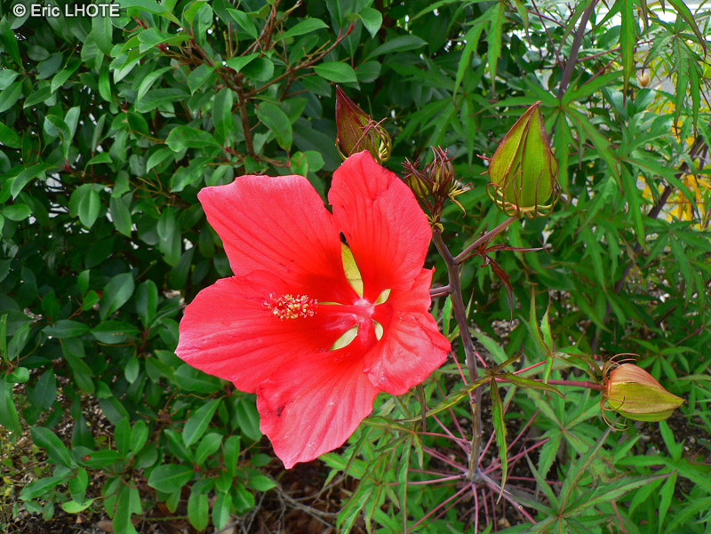 Malvaceae - Hibiscus coccineus - Ketmie écarlate