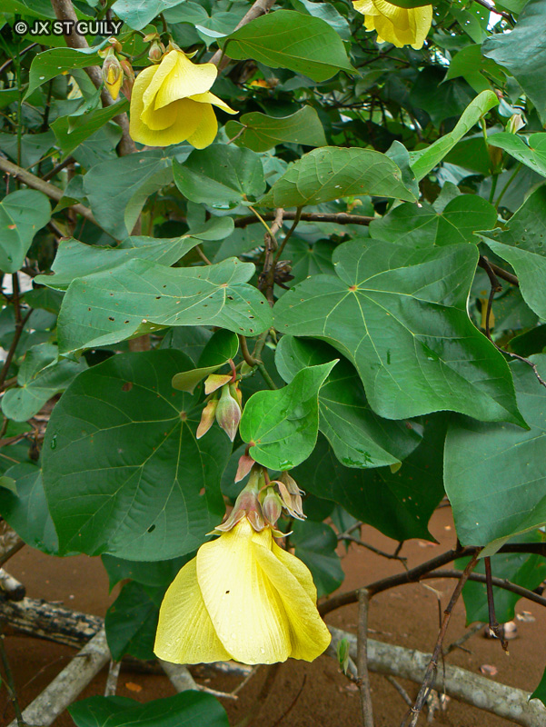 Malvaceae - Hibiscus tiliaceus - Kétmie à feuilles de Tilleul