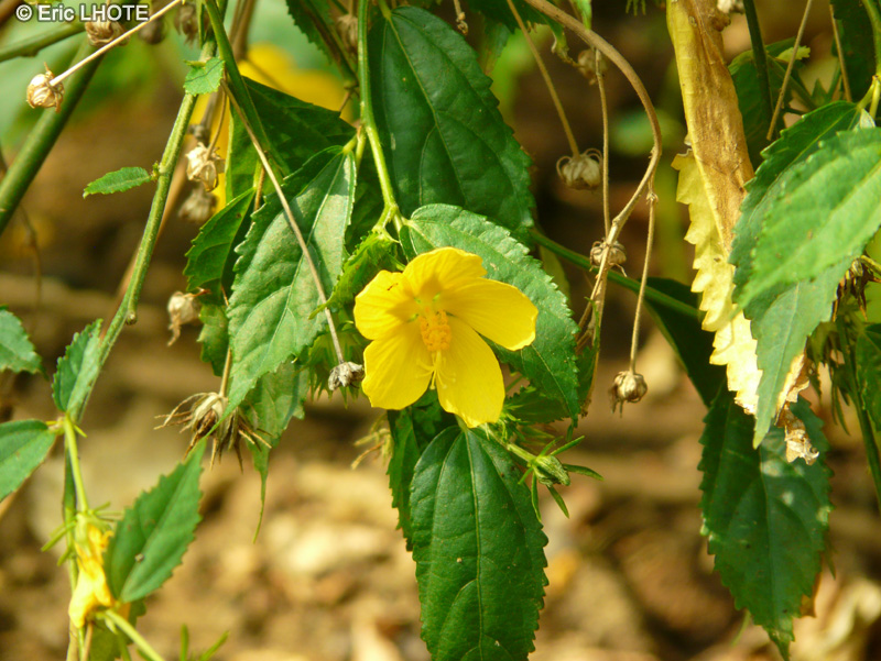  - Pavonia sepium - 