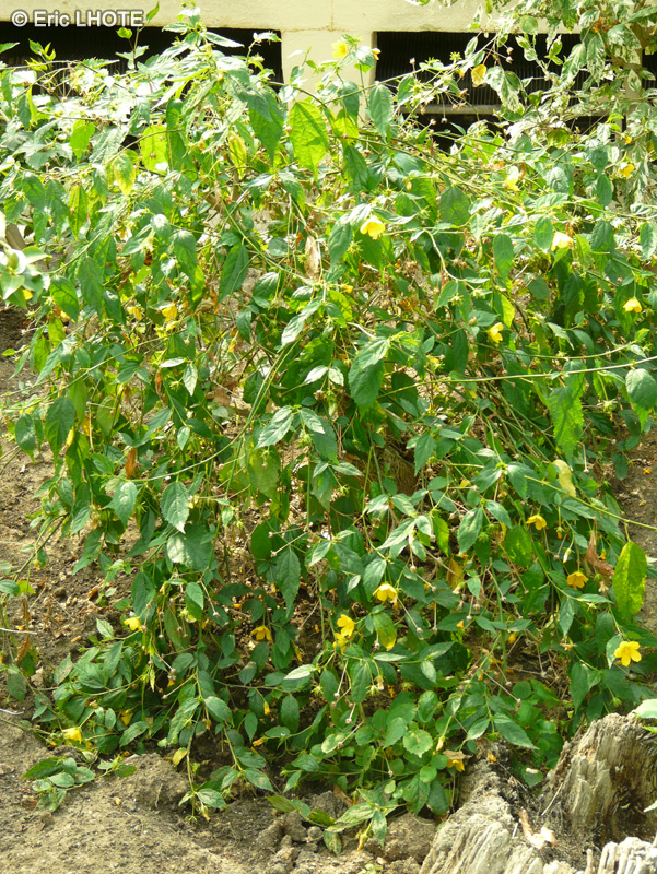 Malvaceae - Pavonia sepium - Pavonia, Pavonie