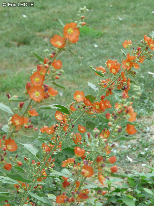  - Sphaeralcea ambigua - 