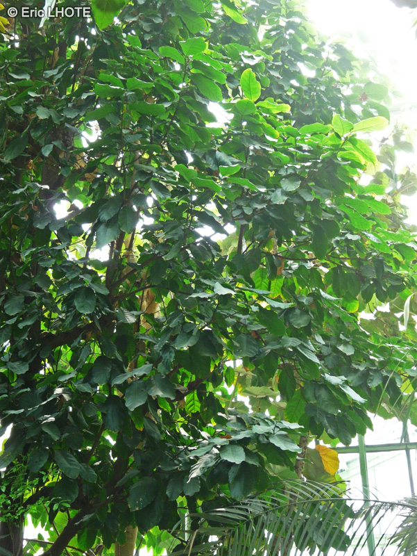 Malvaceae - Sterculia nobilis - Sterculia
