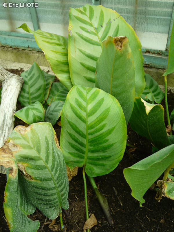 Marantaceae - Calathea bella - Calathéa