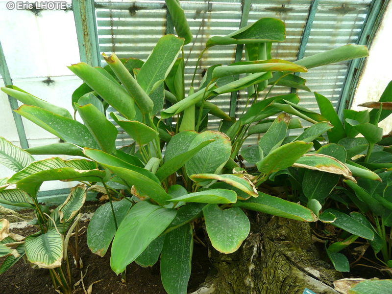 Marantaceae - Calathea roseopicta Rosastar - Calathéa