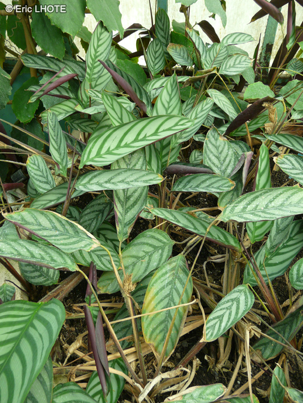 Marantaceae - Ctenanthe setosa - Ctenanthe