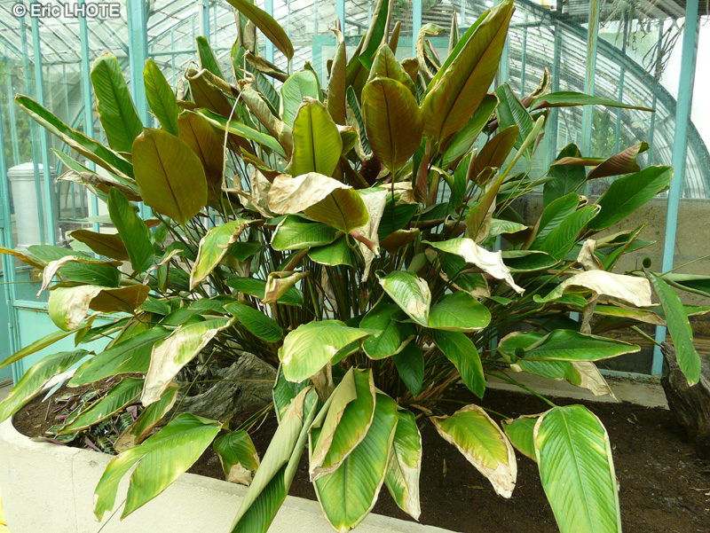 Marantaceae - Haumania liebrechtsiana - Haumania
