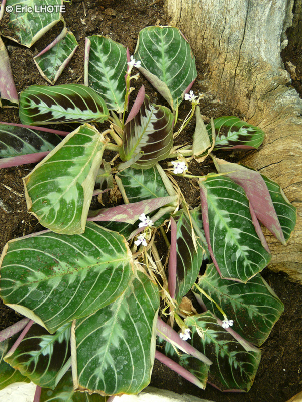 Marantaceae - Maranta leuconeura Massengeana - Marante, Dormeuse