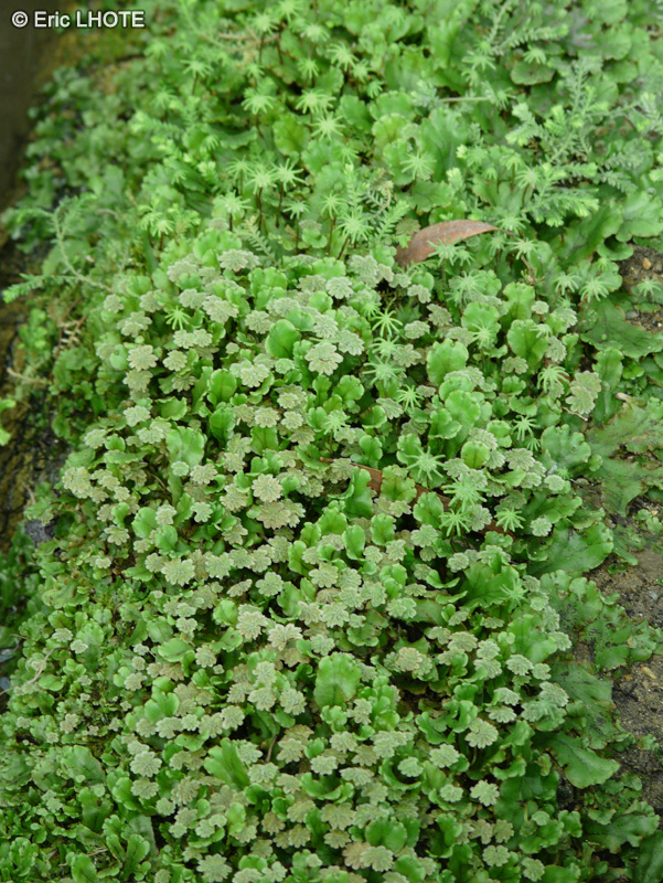  - Marchantia polymorpha - 