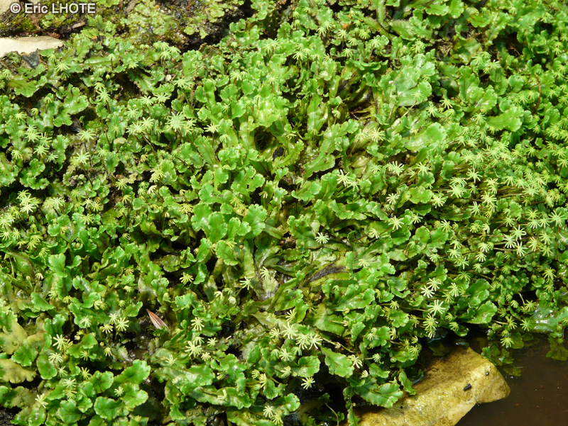 Marchantiaceae - Marchantia polymorpha - Matchantia, Epathique &agrave; thalle