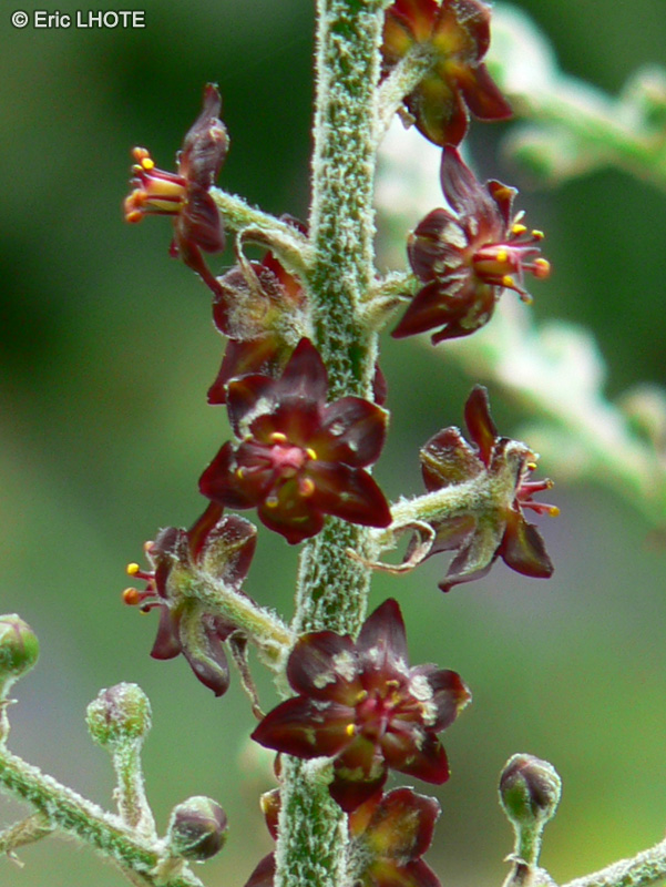 Melanthiaceae - Veratrum nigrum - Vérâtre noir, Fausse Hellébore noire