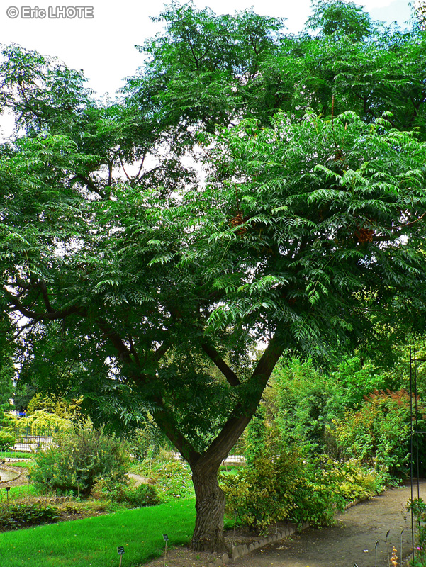 Meliaceae - Melia azedarach - Acacia d’Egypte, Arbre aux chapelets, Margousier, Grand Lilas, Lilas des Indes