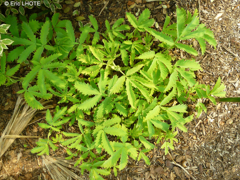 Melianthaceae - Melianthus major - Plante Cacahuète