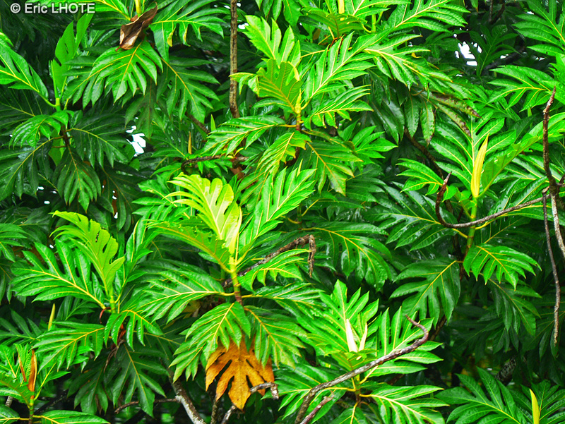  - Artocarpus altilis - 