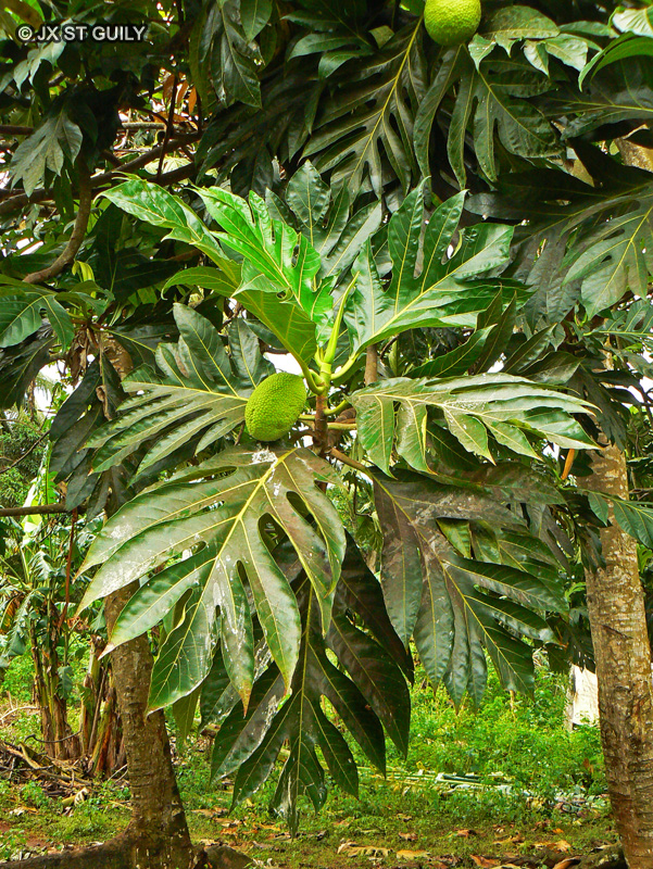 Moraceae - Artocarpus incisa - Arbre à pain
