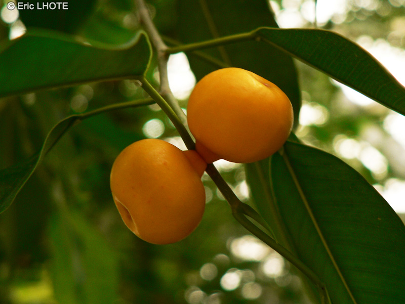Moraceae - Ficus benjamina - Figuier pleureur, Figuier étrangleur