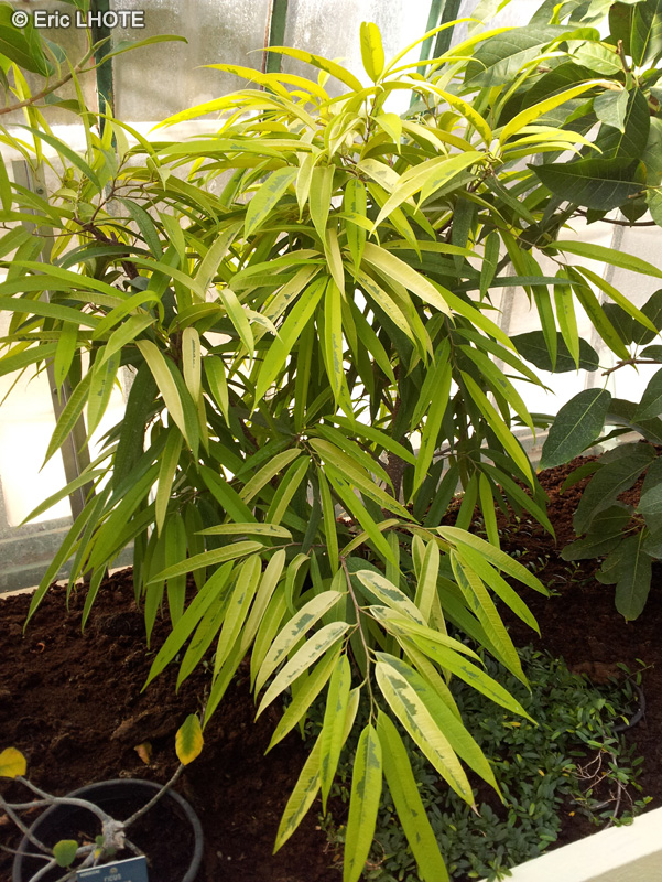 Moraceae - Ficus binnendijkii Amstel gold - Ficus