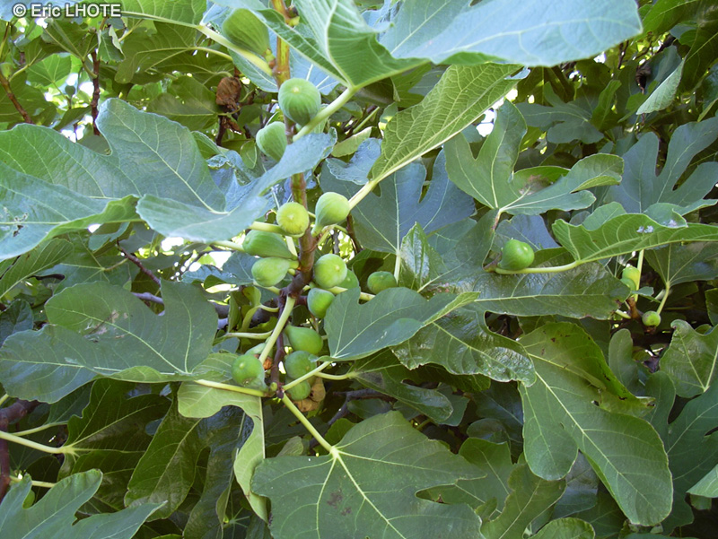 Moraceae - Ficus carica - Figuier commun