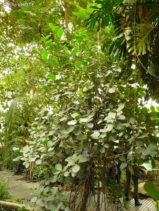  - Ficus chauvieri - 