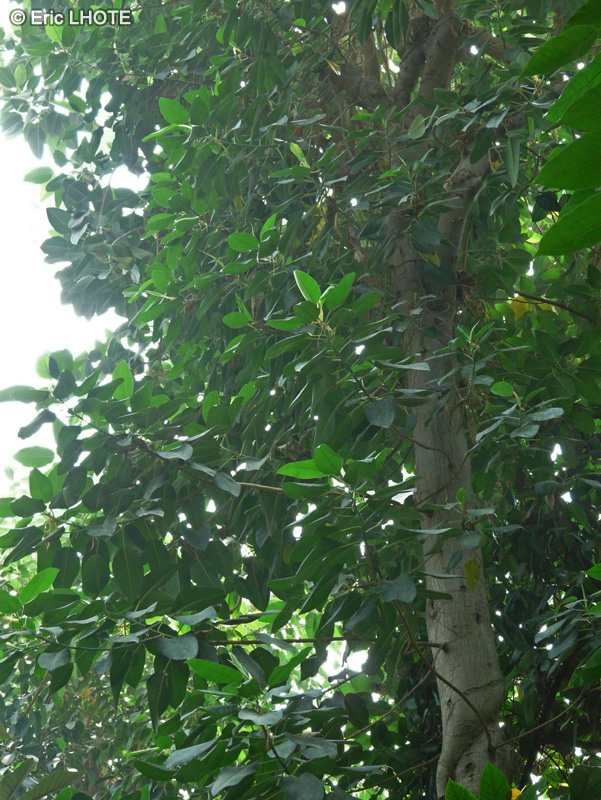 Moraceae - Ficus macrophylla - Figuier géant, Figuier de la baie de Moreton