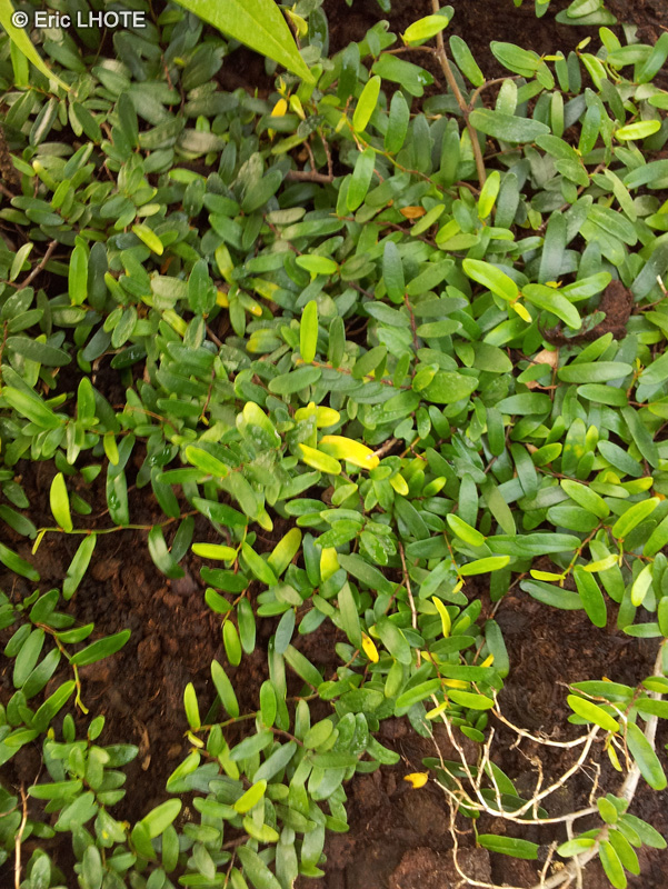 Moraceae - Ficus punctata - Figuier nain rampant
