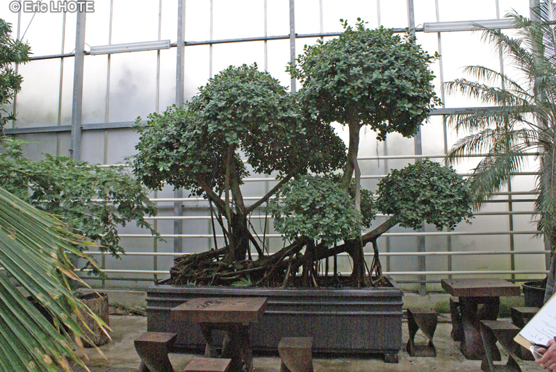  - Ficus rubiginosa, Ficus microphylla, Ficus retusa, Ficus nitida, Ficus microcarpa - 
