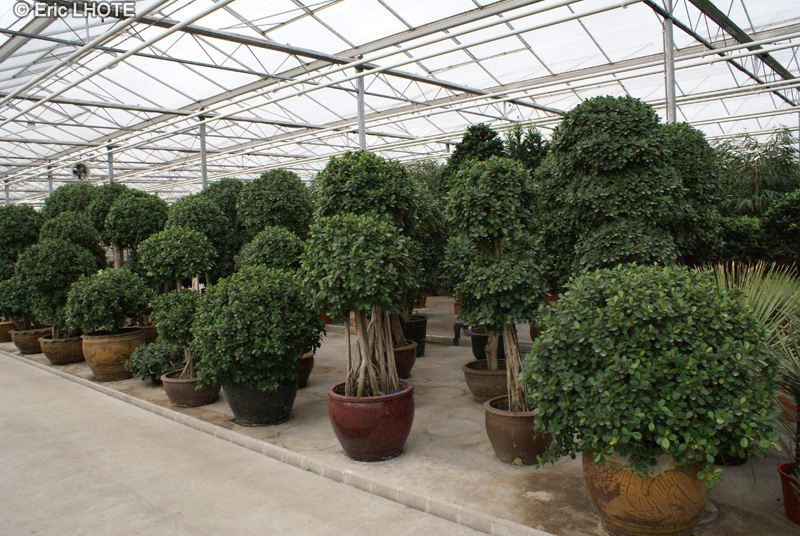  - Ficus rubiginosa, Ficus microphylla, Ficus retusa, Ficus nitida, Ficus microcarpa - 