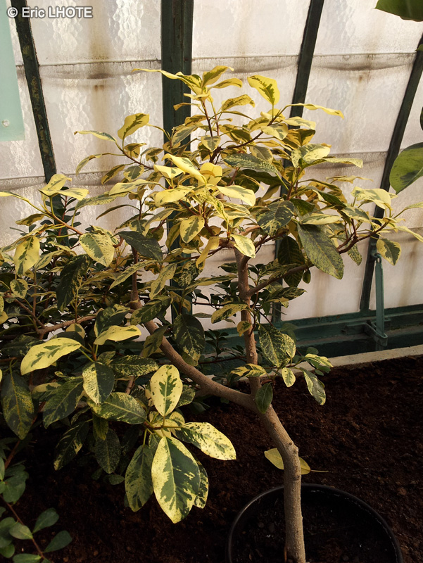 Moraceae - Ficus rubiginosa Foliis Variegatis - Ficus