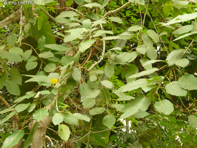 Moraceae - Ficus sur - Broom cluster fig