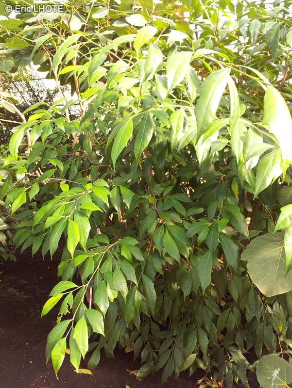 Moraceae - Ficus tinctoria - Dye fig, Humped fig