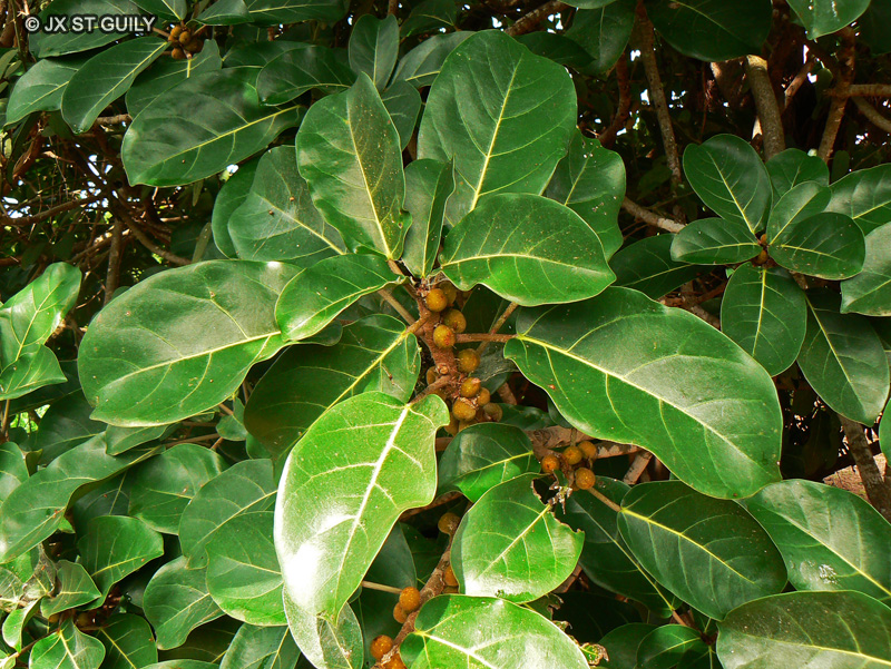  - Ficus vogelii - 