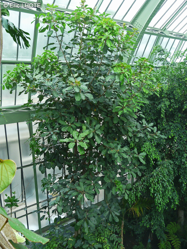 Moraceae - Ficus vogelii - Figuier