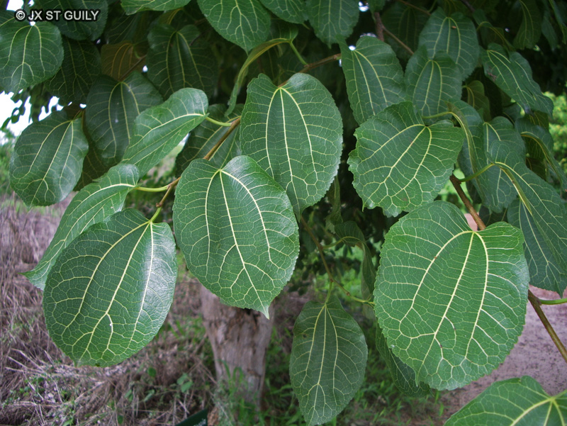 Moraceae - Morus mesozygia - Murier du Sénégal, Difou