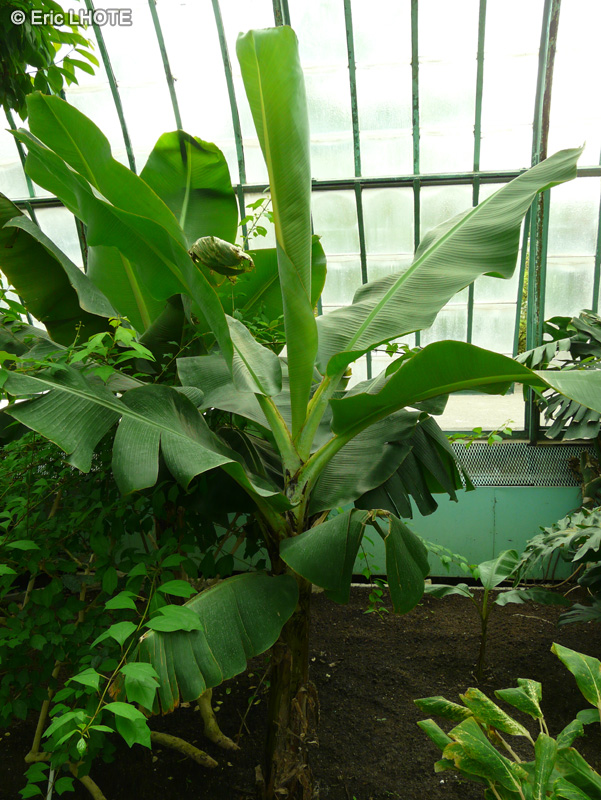 Musaceae - Musa balbisiana - Bananier, Banane farineuse