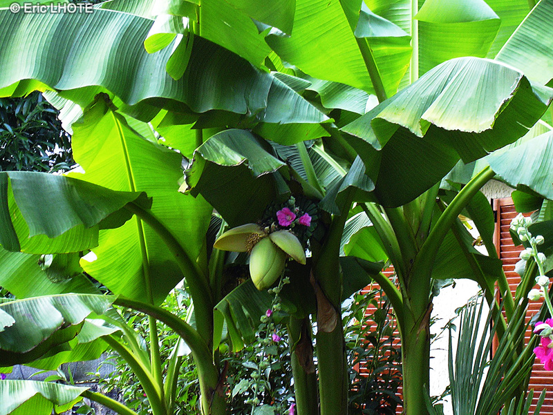 Musaceae - Musa basjoo - Bananier de Chine, Bananier du Japon