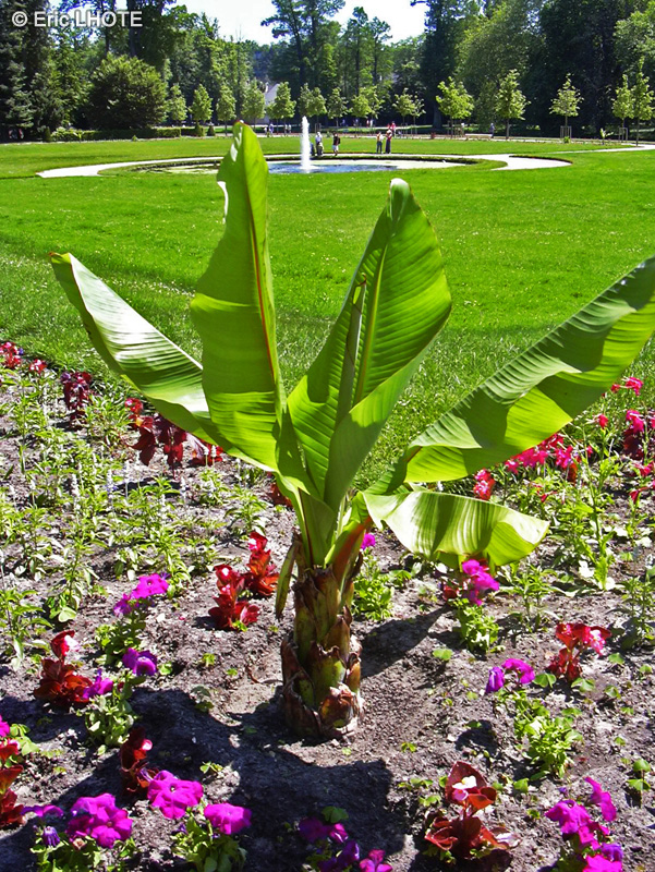 Musaceae - Musa ensete - Bananier d&rsquo;Abysinie