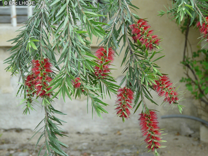 Myrtaceae - Callistemon citrinus - Rince-bouteille, Rince-biberon, Plante goupillon