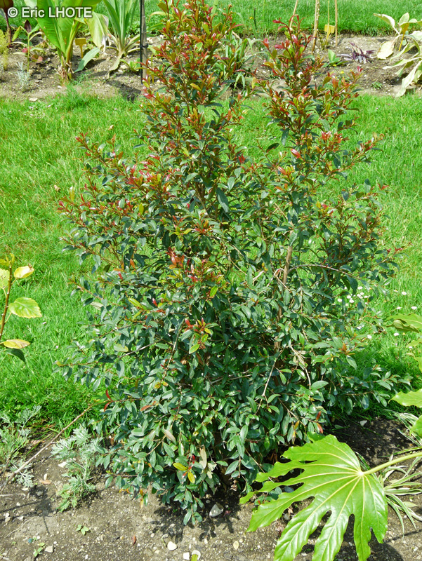  - Eugenia myrtifolia, Syzygium paniculatum - 