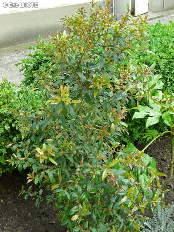 Myrtaceae - Eugenia myrtifolia, Syzygium paniculatum - Cerisier d’Australie