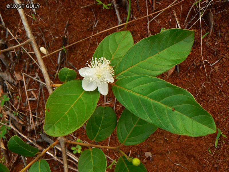 Myrtaceae - Psidium guajava - Goyavier, Goyavier-pomme