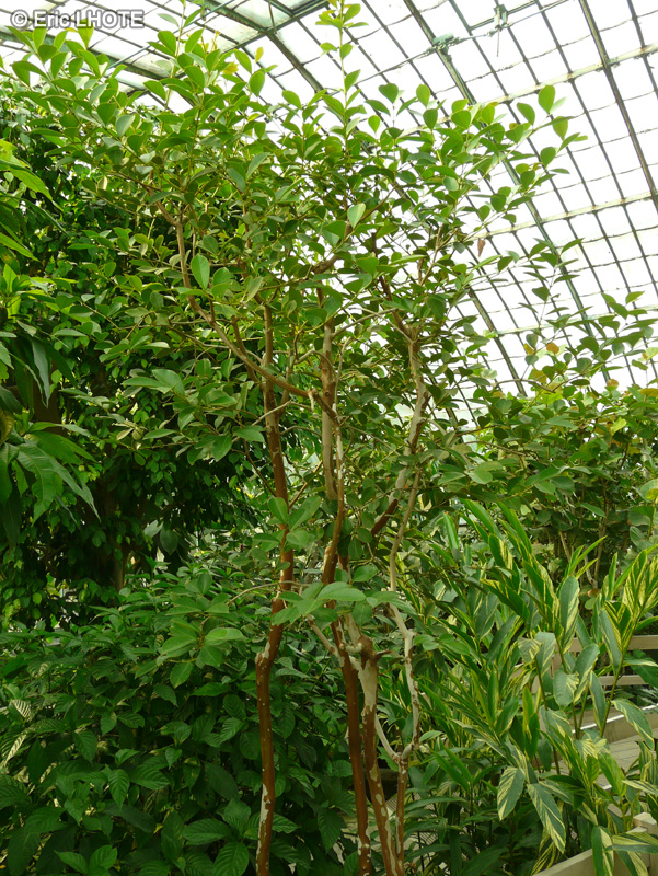 Myrtaceae - Psidium littorale var. longipes - Goyavier de Chine, Goyavier fraise