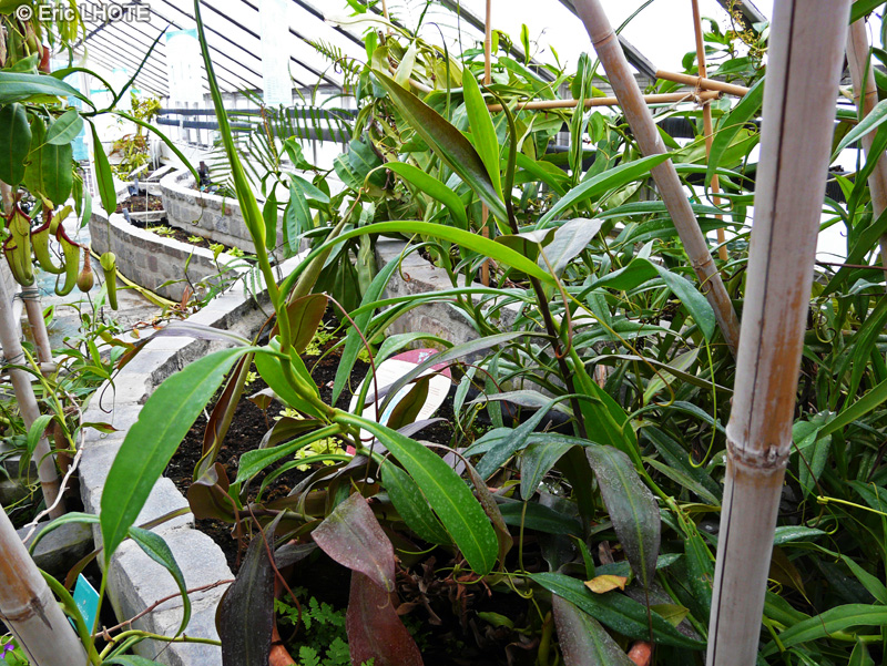 Nepenthaceae - Nepenthes boisiense - Népenthès, Gourde du mineur