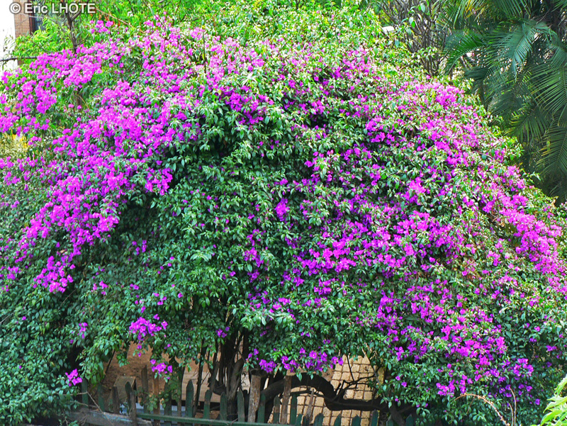  - Bougainvillea spectabilis - 