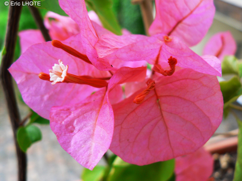  - Bougainvillea spectabilis - 