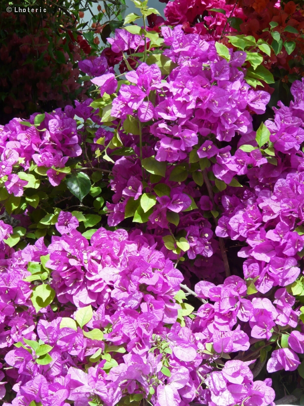  - Bougainvillea spectabilis - 