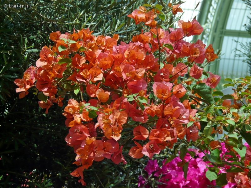  - Bougainvillea spectabilis - 