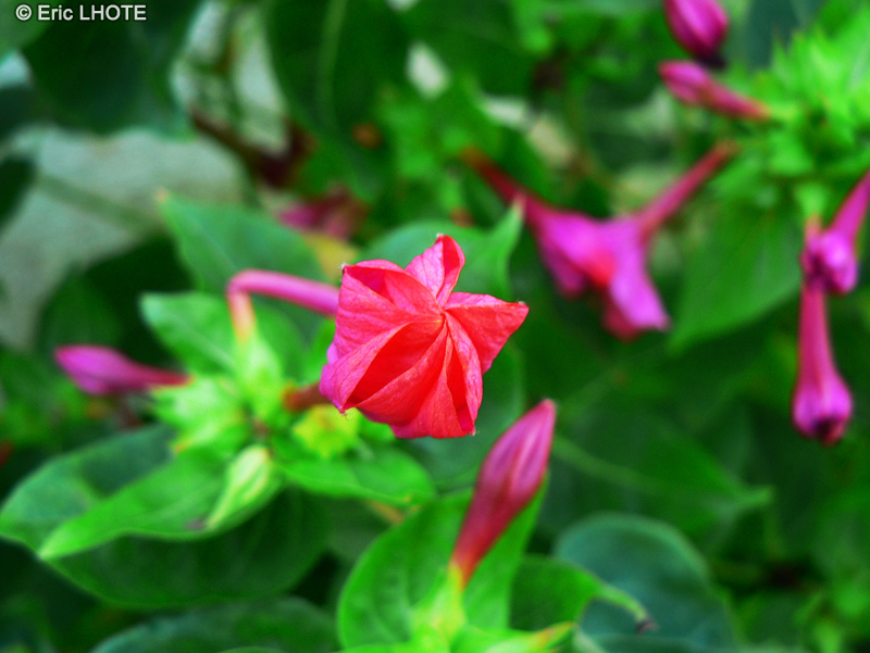 Nyctaginaceae - Mirabilis jalapa - Belle-de-nuit, Quatre heures, Herbe triste, Merveille du Pérou