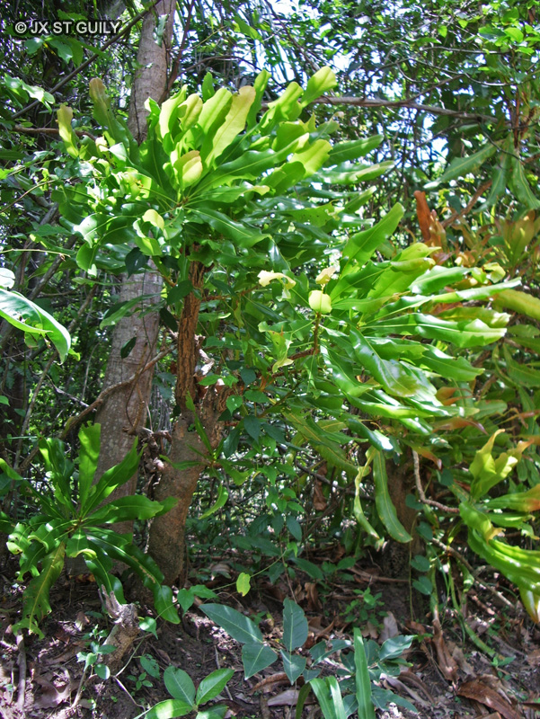 Ochnaceae - Lophira lanceolata - Dwarf red ironwood